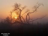 Zon op en onder Leenderheide